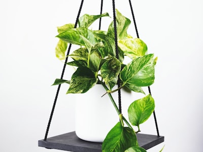 摩洛哥创造非洲足球历史文章配图 - 摩洛哥球员庆祝胜利